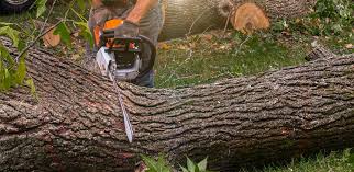 How Our Tree Care Process Works  in  Shepherd, TX